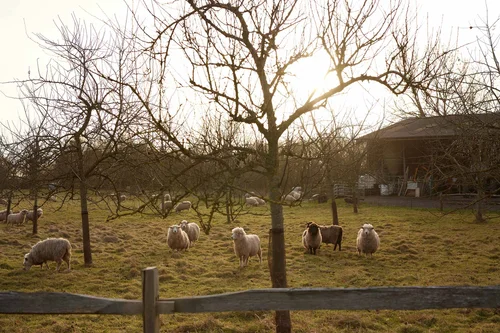 just-wild-sheep